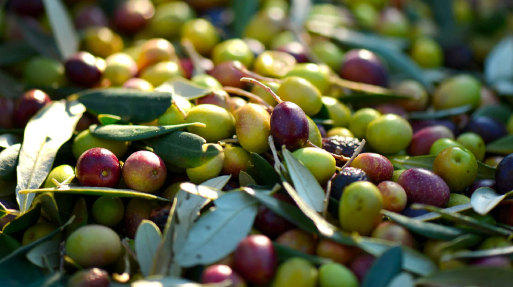 Les variétés d'olives cultivées en Tunisie